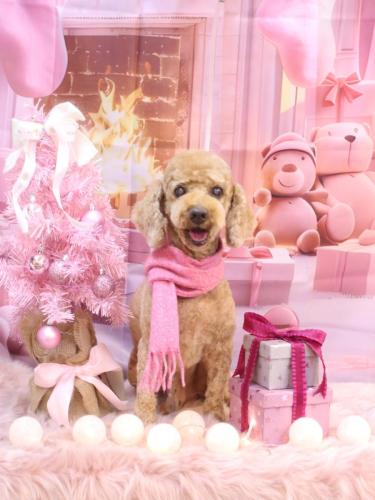 20241226ノンくん